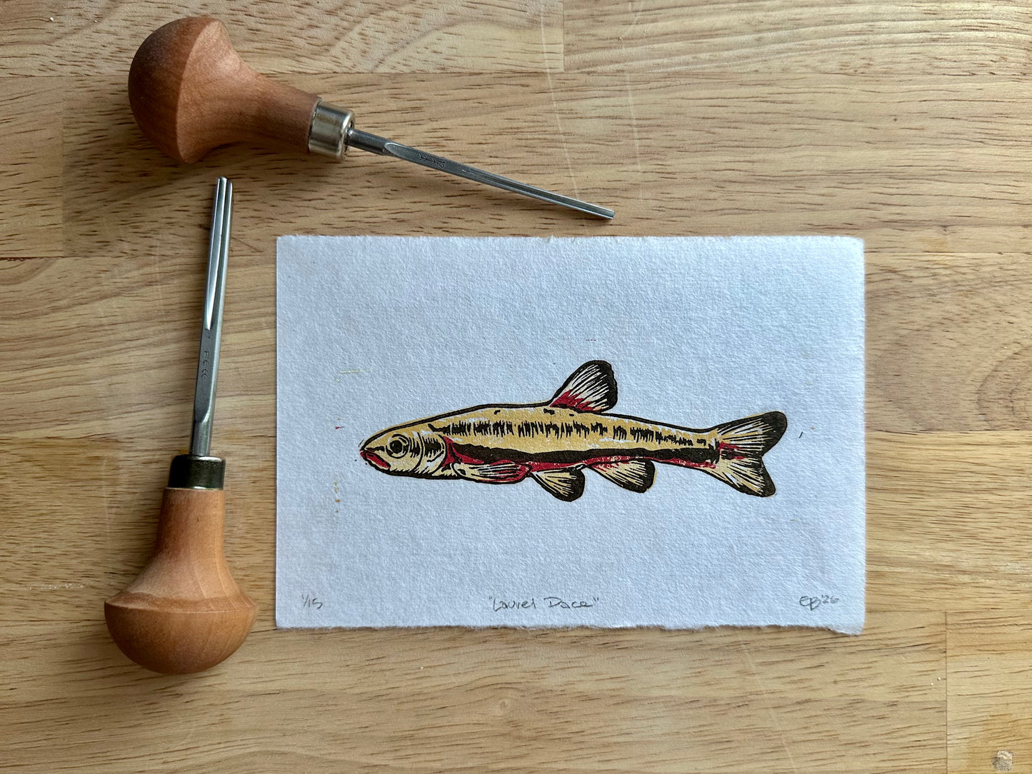 Laurel Dace Limited Edition Print