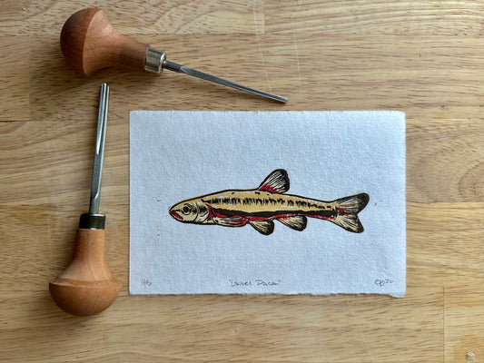 Laurel Dace Limited Edition Print